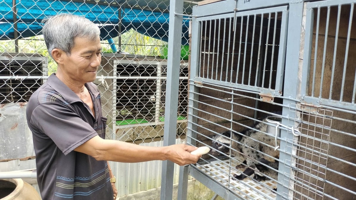 Ông Nguyễn Văn Tám đang sở hữu trang trại chồn hương hơn 100 con, mỗi năm có thu nhập trên 100 triệu đồng. Ảnh: Minh Đảm.
