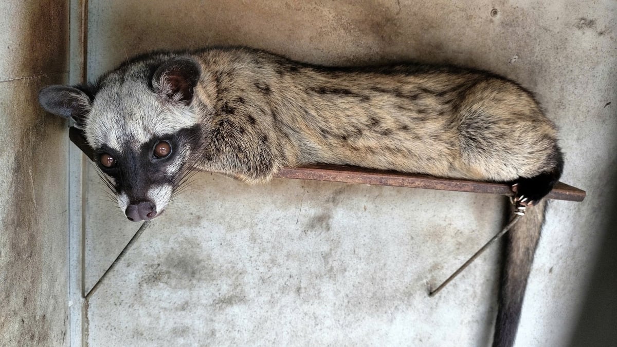  Chồn sống về đêm, ngày ngủ. Ảnh: Minh Đảm.