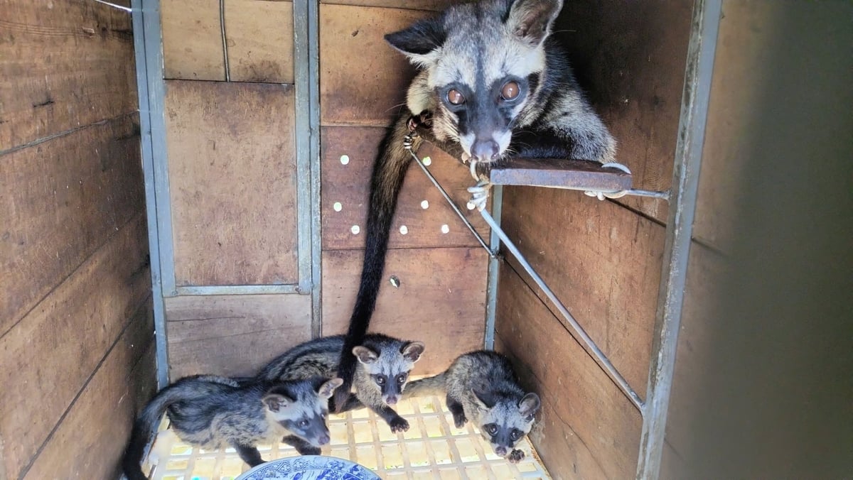 Chồn hương là loài vật ưa ngủ ngày, ăn, ở sạch. Ảnh: Minh Đảm.