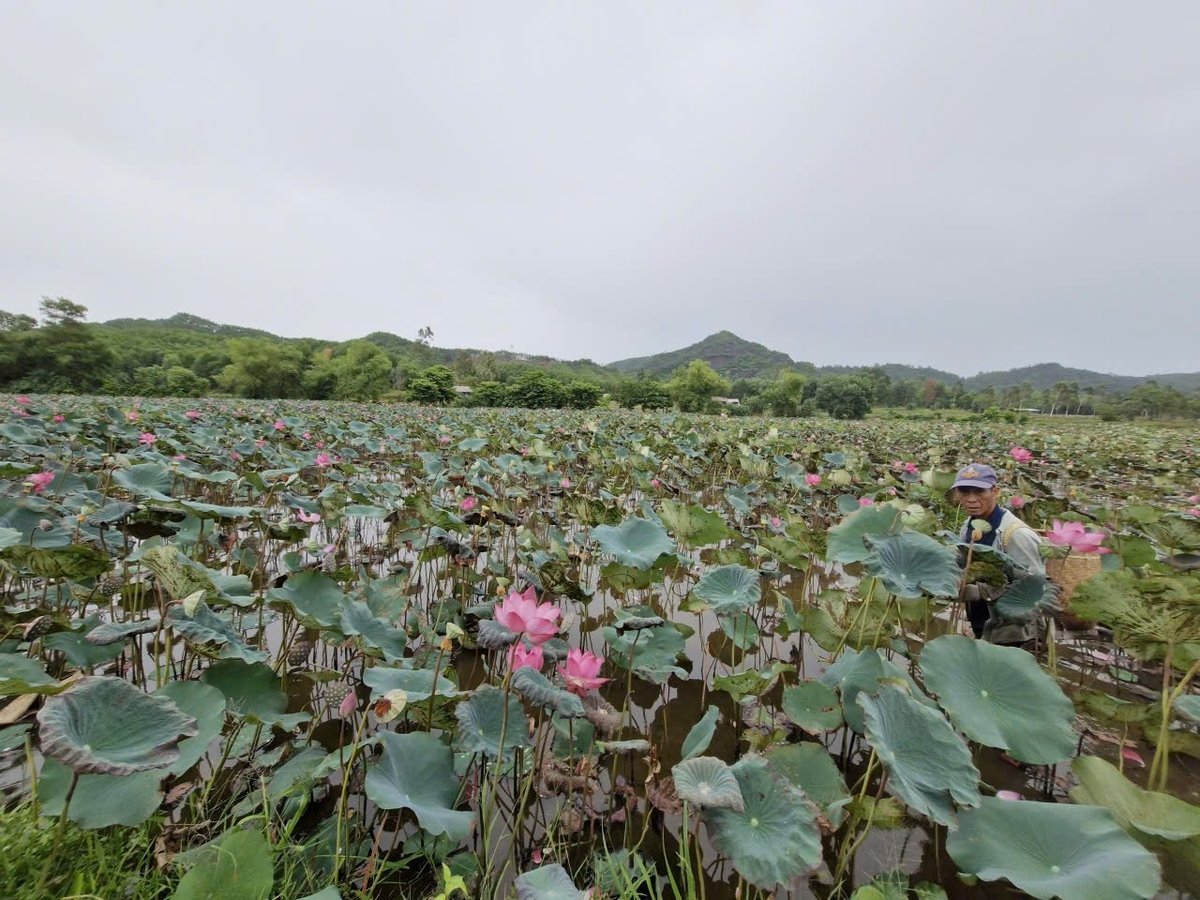 Những năm qua, TP Đà Nẵng đã chuyển đổi cơ cấu cây trồng trên hơn 5.000 ha đất lúa kém hiệu quả, trong đó khoảng 500 ha chuyển sang trồng sen kết hợp nuôi thủy sản. Ảnh: Lan Anh.