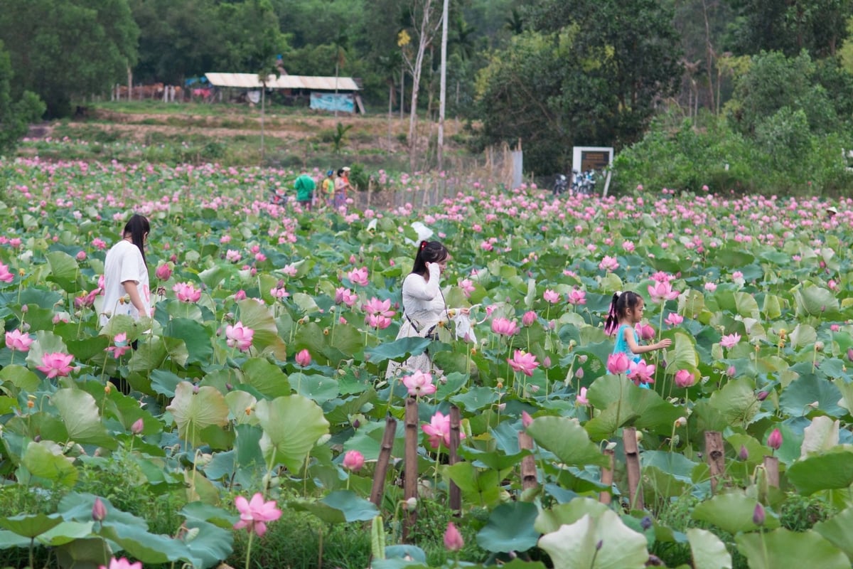 Đồng sen Trà Lý còn trở thành điểm dừng chân lý tưởng cho khách du lịch. Ảnh: Lan Anh.