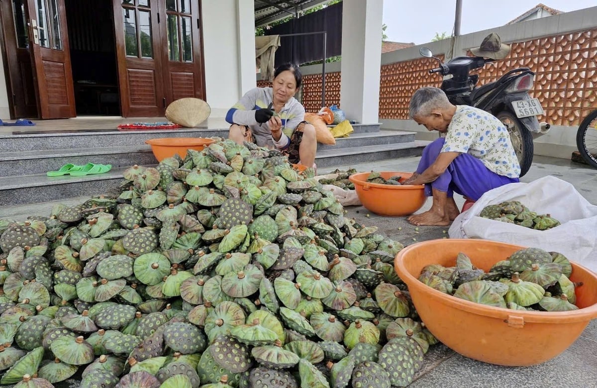 Nhờ trồng sen, các hộ dân ở thôn Chánh Lộc, xã Duy Xuyên đã có của ăn của để, nuôi con cái ăn học. Ảnh: Lan Anh.