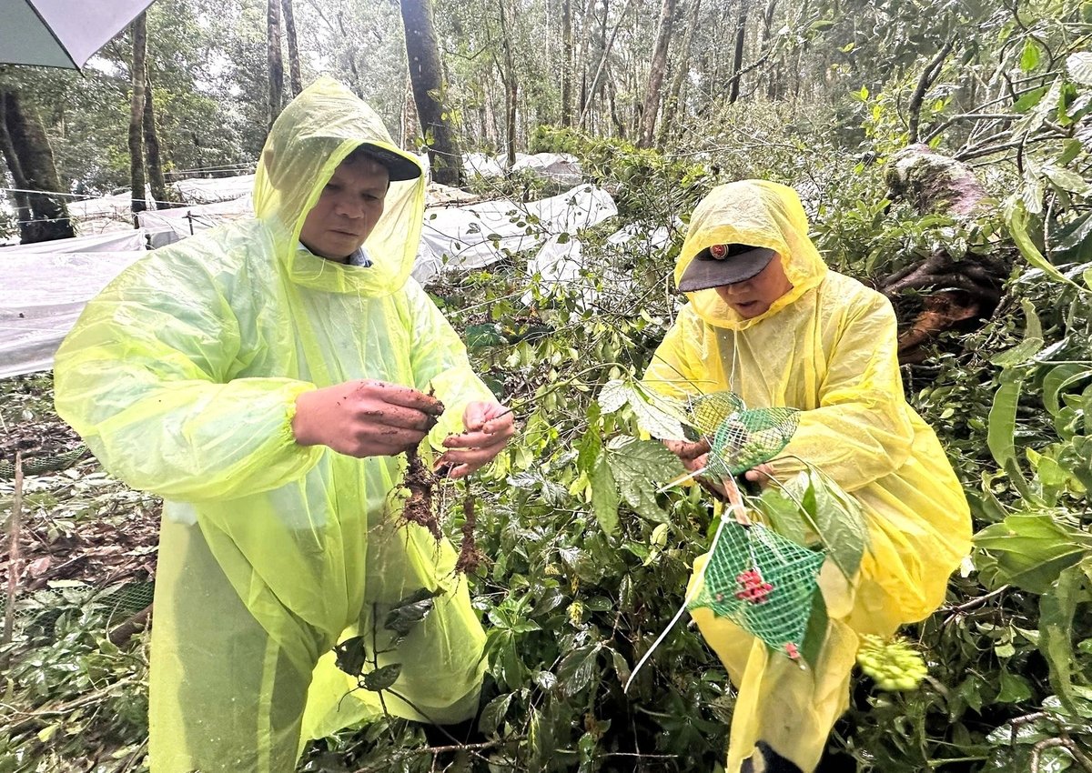 Ước tính hơn 26.000 cây sâm Ngọc Linh ở xã Măng Ri bị hư hại do mưa bão. Ảnh: CTV.