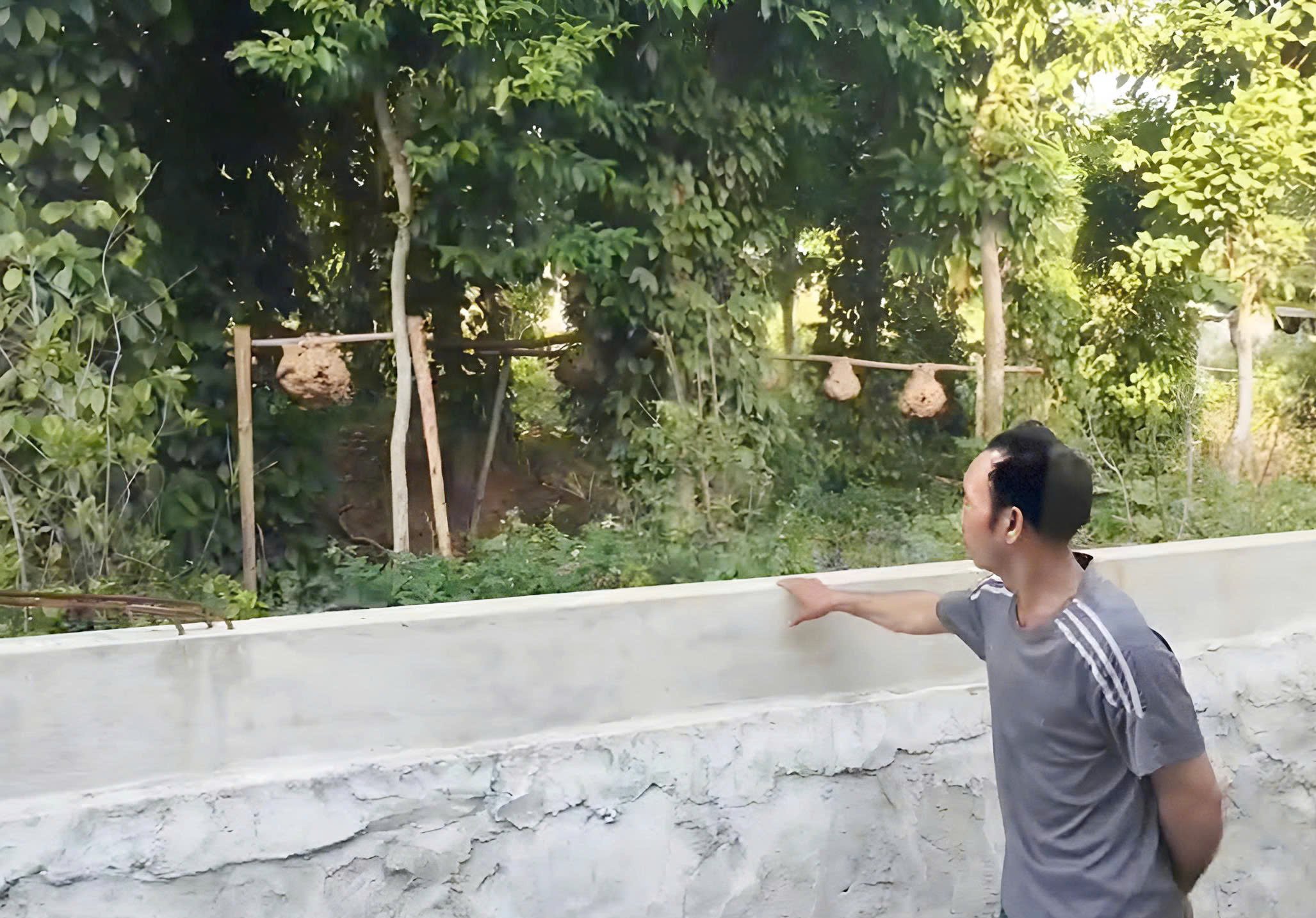 Nơi treo các tổ ong vò vẽ tại vườn gia đình ông Nguyễn Văn Dũng. Ảnh: T. Phùng.