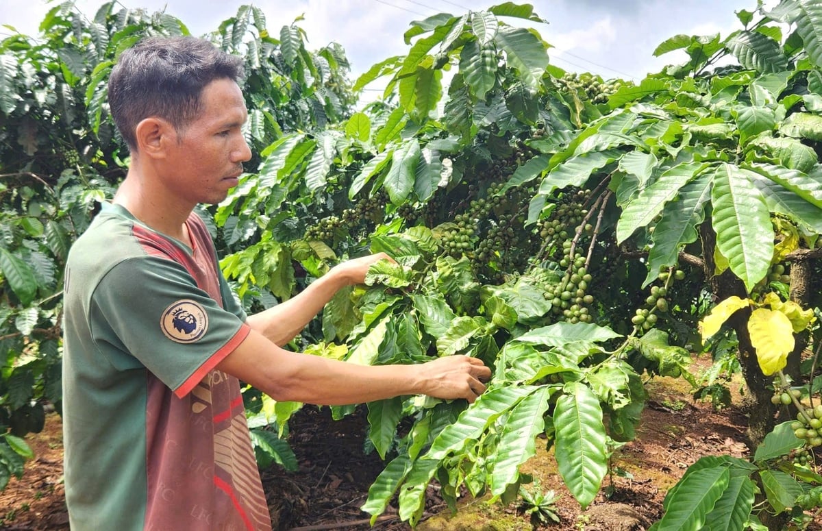 Dù chưa am hiểu nhiều về IPHM, nhiều hộ dân đã hình thành thói quen sản xuất nông nghiệp an toàn. Ảnh: Tuấn Anh.