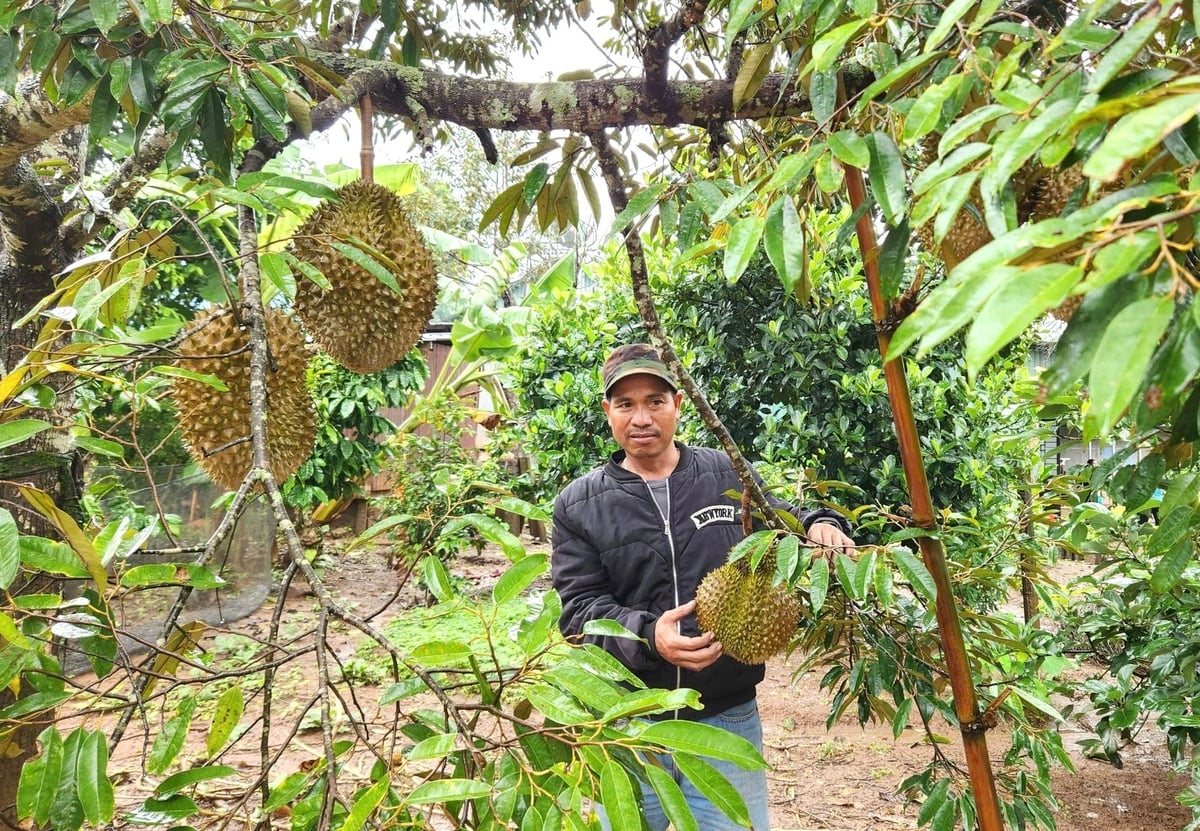 Người dân kỳ vọng được hỗ trợ nhằm ứng dụng IPHM nhiều hơn trên cây sầu riêng. Ảnh: Tuấn Anh.