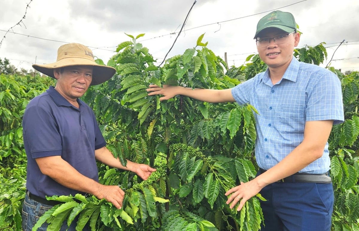 Nhiều hộ dân đã chú trọng sản xuất cà phê theo hướng hữu cơ, thực hành nông nghiệp tốt. Ảnh: Tuấn Anh.