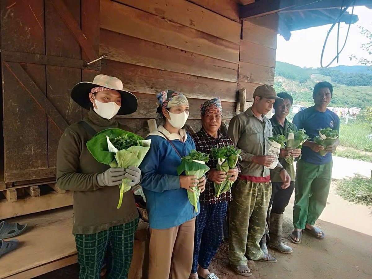 Người dân xã Măng Ri được các tổ chức, doanh nghiệp hỗ trợ cây giống sâm Ngọc Linh để khôi phục sản xuất. Ảnh: CTV. 