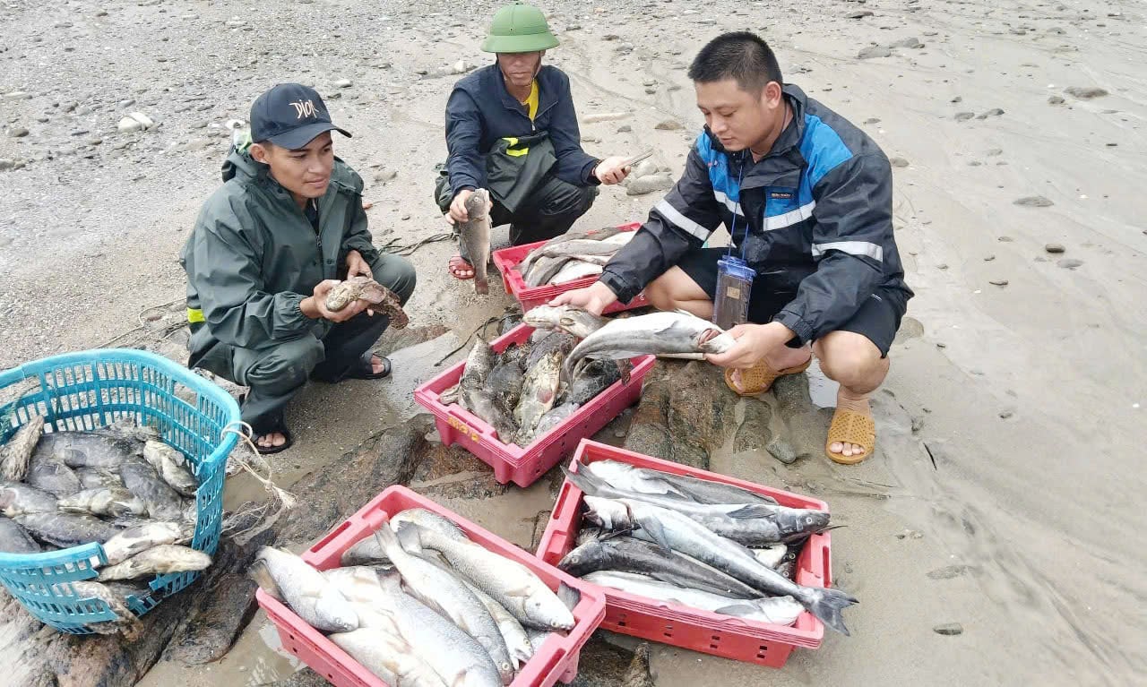Cá bớp lớn sắp đến kỳ thu hoạch bị chết chỉ dùng vào làm mắm. Ảnh: T. Đức.
