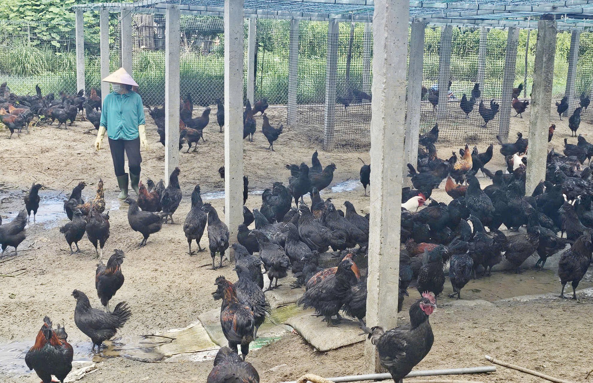 Mô hình nuôi gà H’Mông trên vùng cát xã Quảng Ninh (Quảng Trị). Ảnh: T. Phùng.