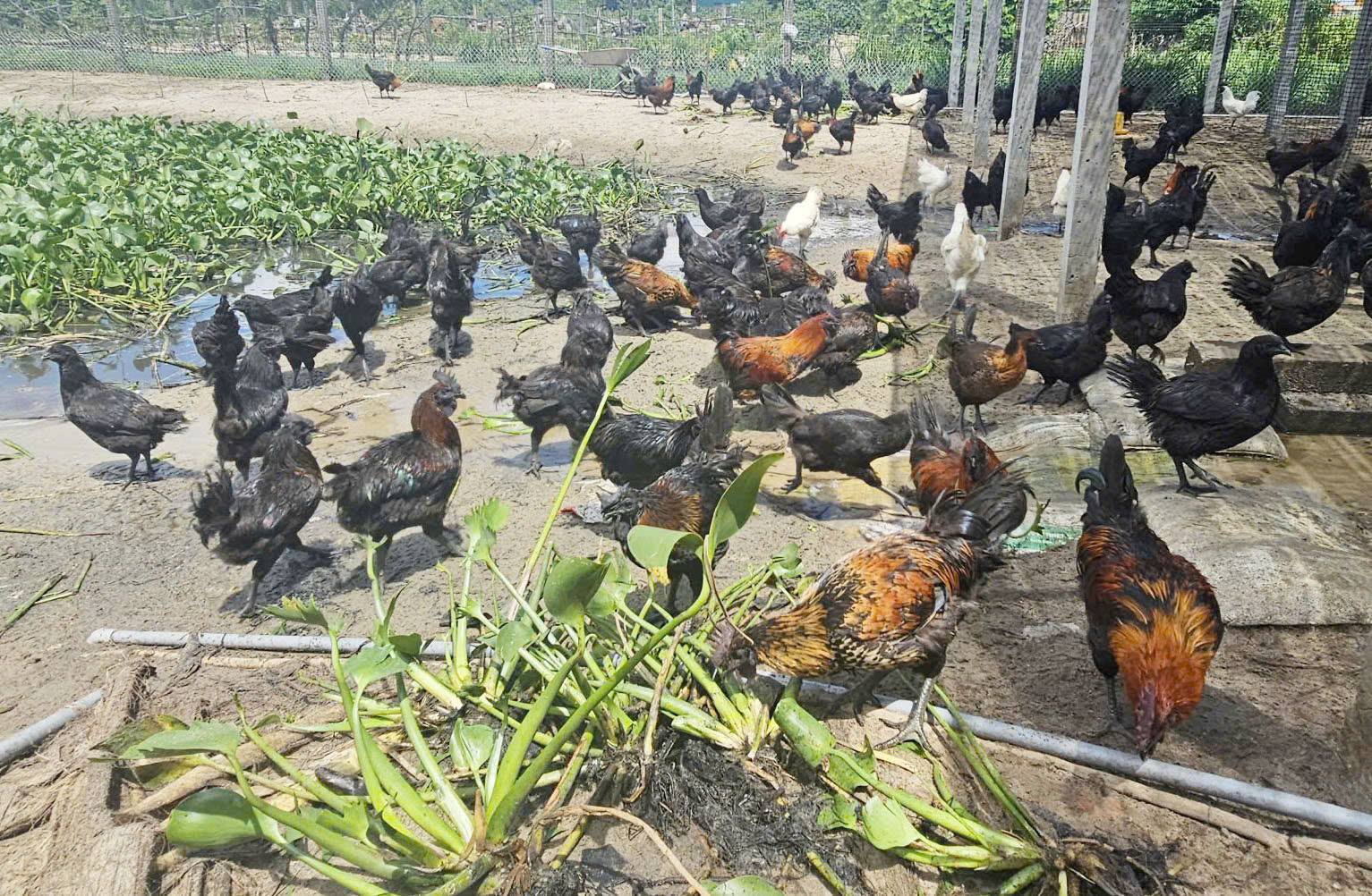 Gà trưởng thành cho ăn thêm thức ăn phụ phẩm nông nghiệp, rau màu trồng trong vườn gia đình. Ảnh: T. Phùng.