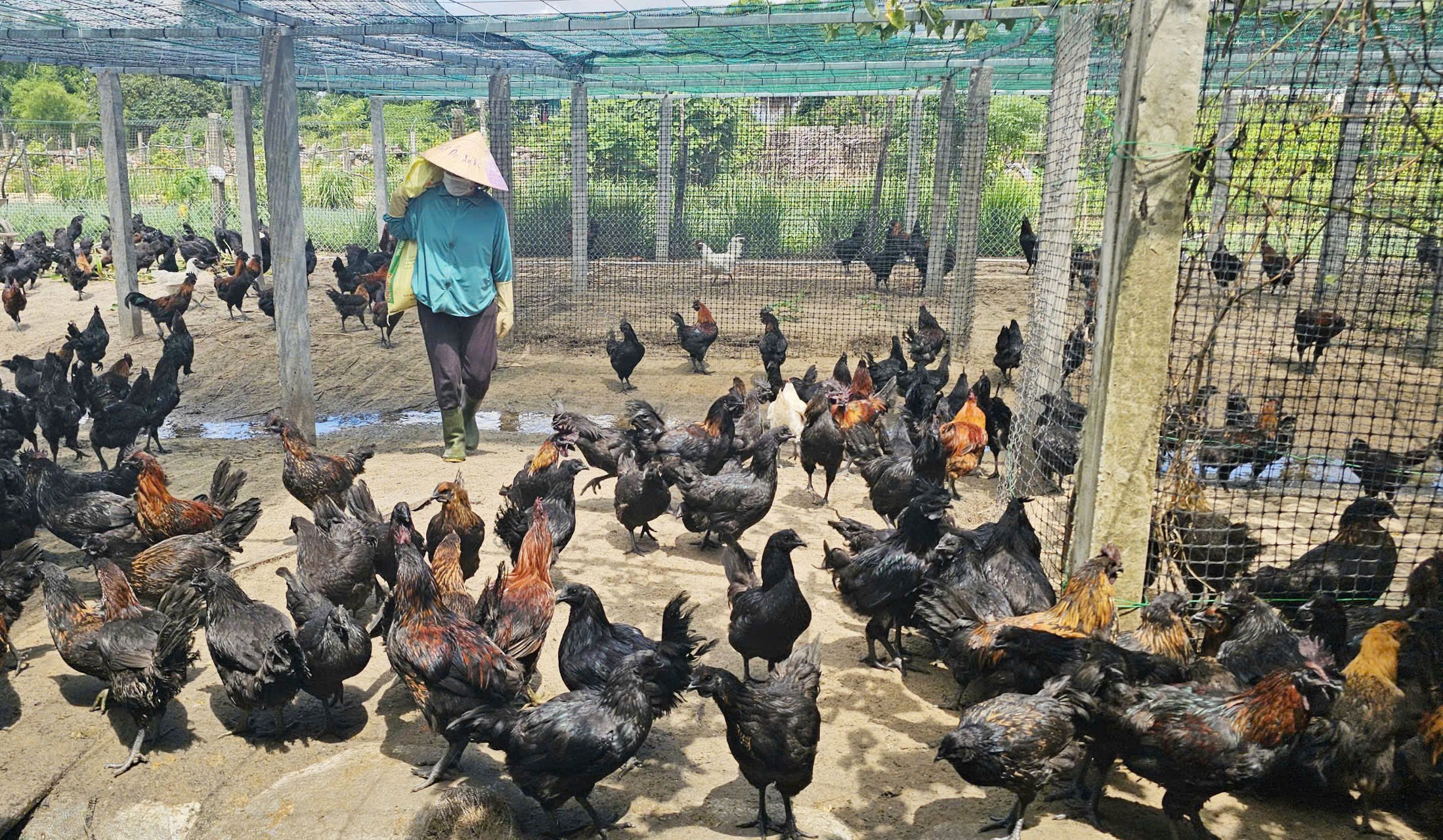 Hiệu quả kinh tế cao mở ra hướng đi mới trong chăn nuôi gia cầm trên vùng cát. Ảnh: T. Phùng.