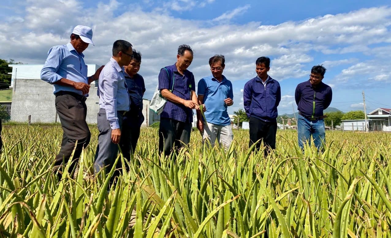 Học viên tham quan vùng nguyên liệu nha đam của Công ty cổ phần Thực phẩm Cánh Đồng Việt. Ảnh: Nguyễn Cơ. Học viên tham quan vùng nguyên liệu nha đam của Công ty cổ phần Thực phẩm Cánh Đồng Việt. Ảnh: Nguyễn Cơ.