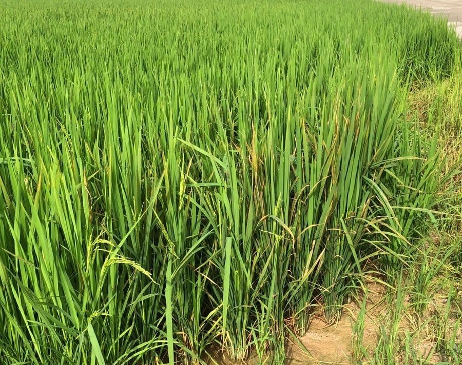 Ruộng lúa KM18 của nông dân đội 3, thôn Đầu Bến, xã Hợp Tiến đang chớm bị bệnh bạc lá và đốm sọc vi khuẩn. Ảnh: Hữu Vân.