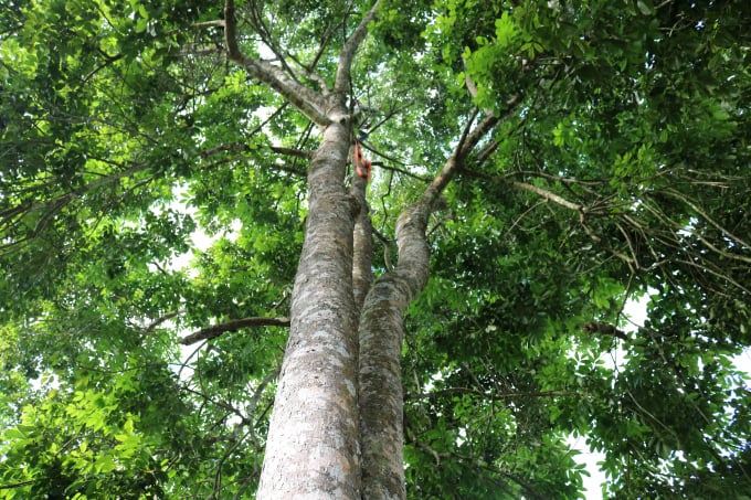 Cây trám mang lại thu nhập cao và ổn định cho người dân ở nhiều vùng miền núi nước ta. Ảnh: Huy Thư.