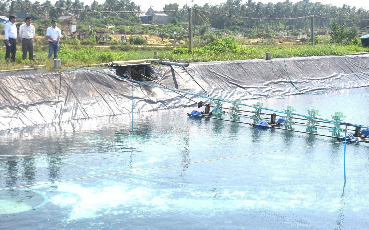 Nhiều ao hồ nuôi tôm trên cát lót bạt ở phường Hoài Nhơn Đông (Gia Lai) bỏ hoang vì nạn ô nhiễm. Ảnh: V.Đ.T.