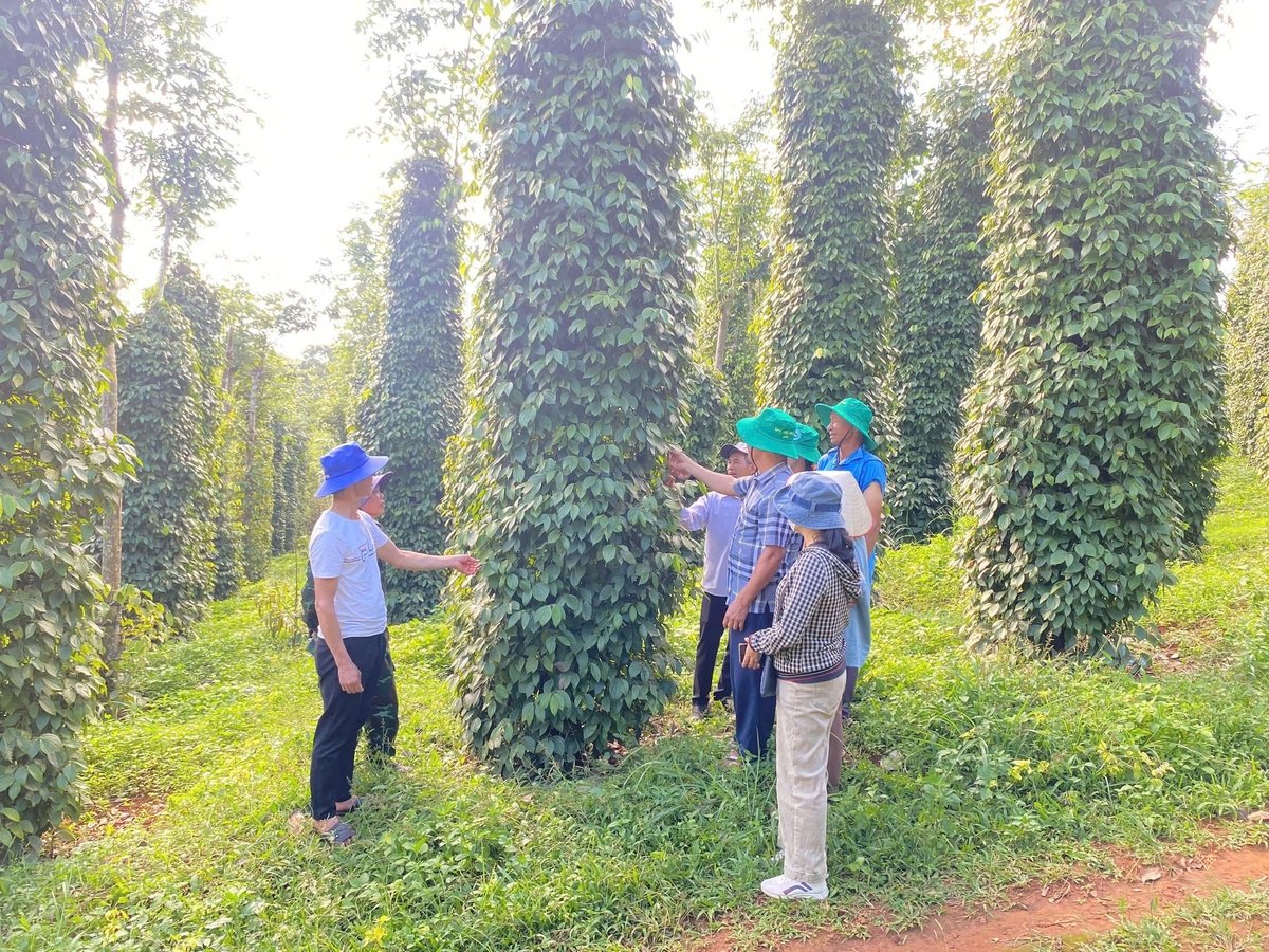 Sản xuất hồ tiêu theo hướng hữu cơ đang được nhiều nông dân lựa chọn. Ảnh: PC. Sản xuất hồ tiêu theo hướng hữu cơ đang được nhiều nông dân lựa chọn. Ảnh: PC.