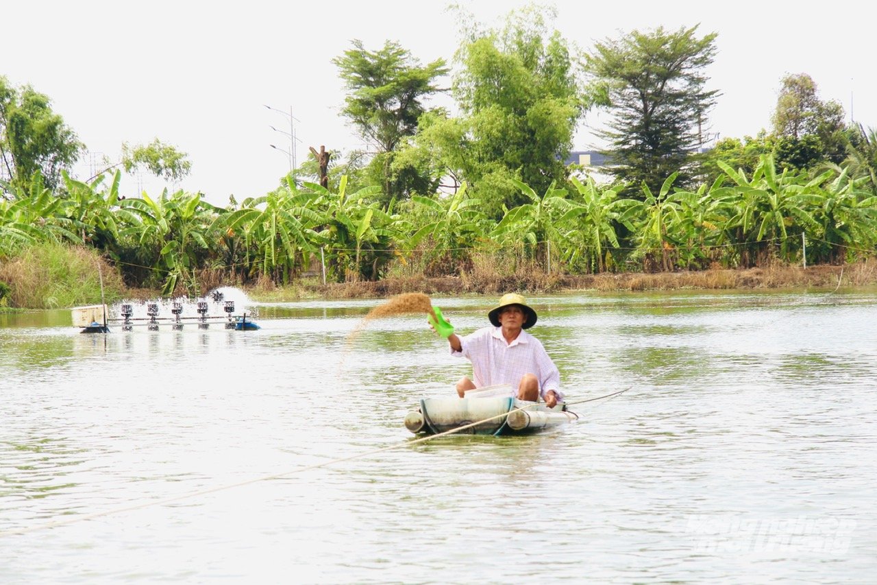 Cá rô phi được nuôi trong môi trường kiểm soát tốt, chất lượng luôn được đảm bảo cho an toàn thực phẩm. Ảnh: Hoàng Vũ.