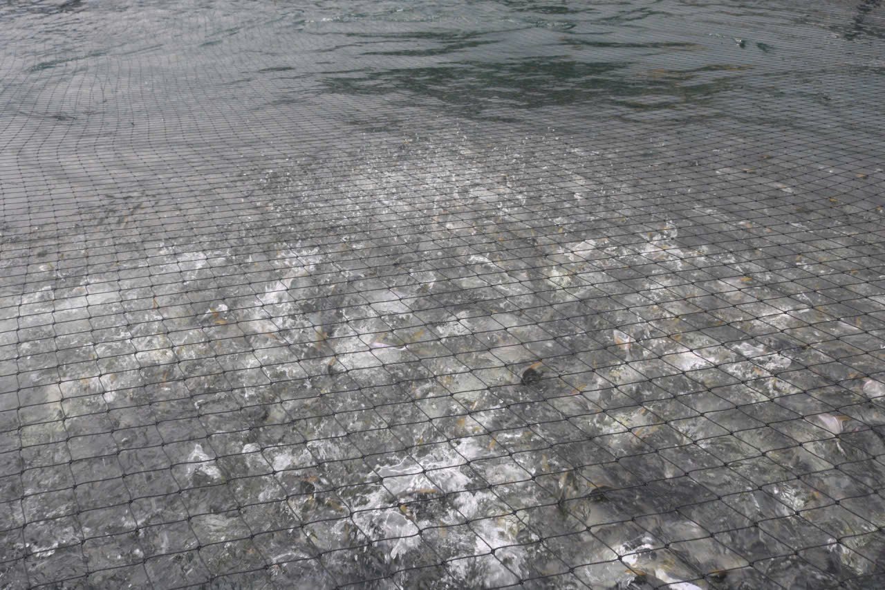 Người nuôi cho biết, nuôi cá trong lồng HDPE xa bờ giúp lớn nhanh, ít bị hao hụt do dịch bệnh. Ảnh: Kim Sơ.