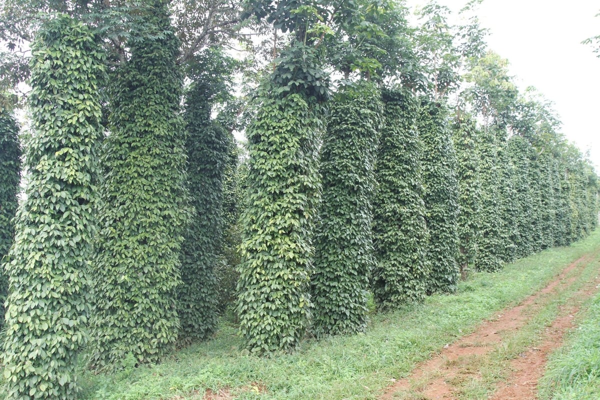WASI đang tập trung nghiên cứu, chọn tạo giống hồ tiêu kháng bệnh chết nhanh do nấm Phytophthora spp. Ảnh: PC.