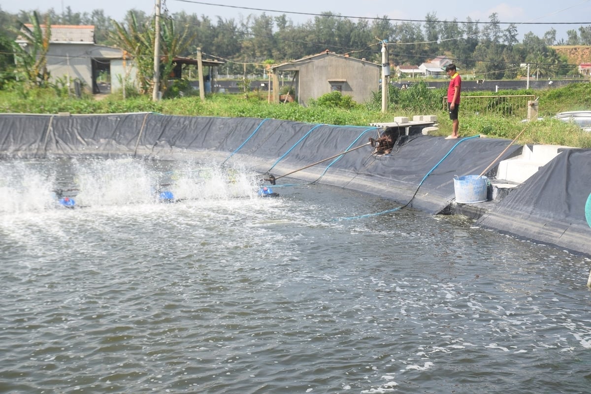 Những hộ nuôi tôm trên cát không ứng dụng công nghệ cao luôn thấp thỏm vì không biết dịch bệnh ập đến lúc nào. Ảnh: V.Đ.T.