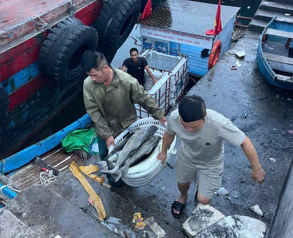 Ngư dân có thể thu tiền tỷ mỗi năm nhờ nuôi biển. Ảnh: Quốc Toản.