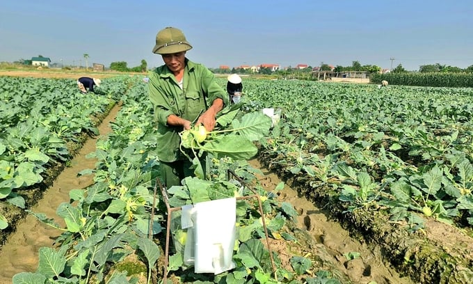 Vụ đông được xem là mũi nhọn mới của nông nghiệp Hải Phòng.