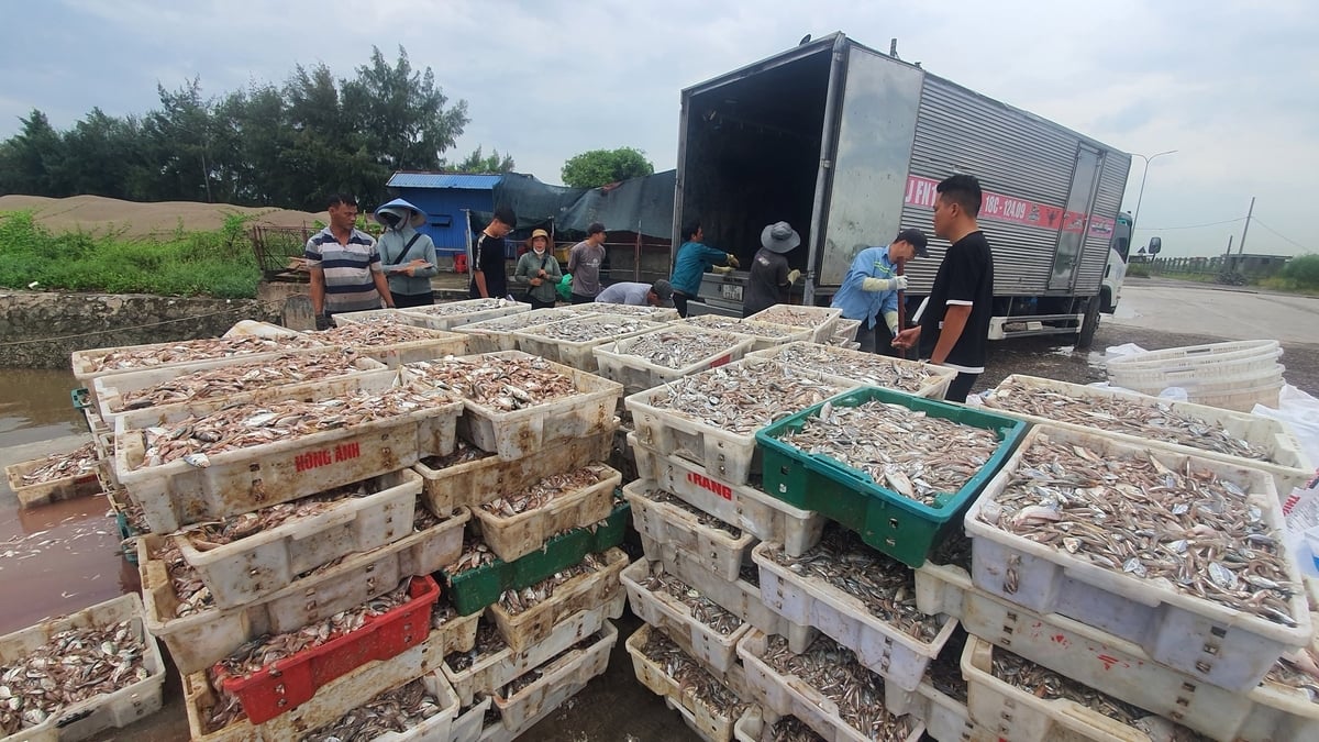 Thu mua hải sản đánh bắt tại cảng cá Nghĩa Hưng (tỉnh Ninh Bình). Ảnh: Kiên Trung.