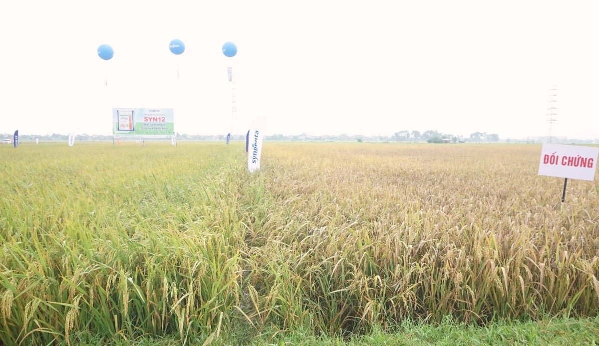 Bên trái là ruộng lúa Syn12 vẫn xanh tốt sau giông bão, trong khi ruộng lúa đối chứng (bên phải) bị bạc lá nặng do thời tiết bất thuận. Ảnh: Quốc Toản.