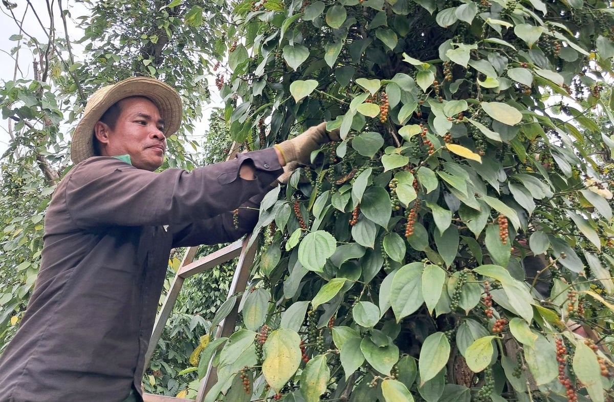 Nhiều mô hình canh tác hồ tiêu bền vững đã được WASI xây dựng. Ảnh: PC. Nhiều mô hình canh tác hồ tiêu bền vững đã được WASI xây dựng. Ảnh: PC.