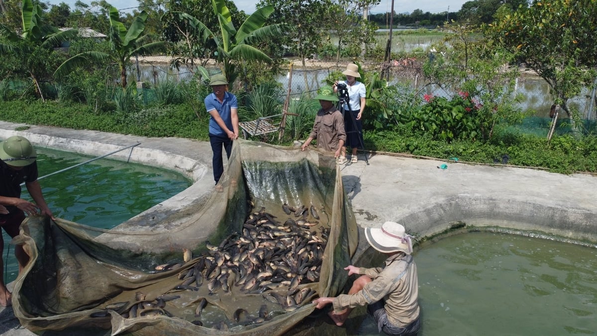 Cá rô đầu vuông hiện có thị trường tiêu thụ ổn định. Ảnh: Thanh Tâm.