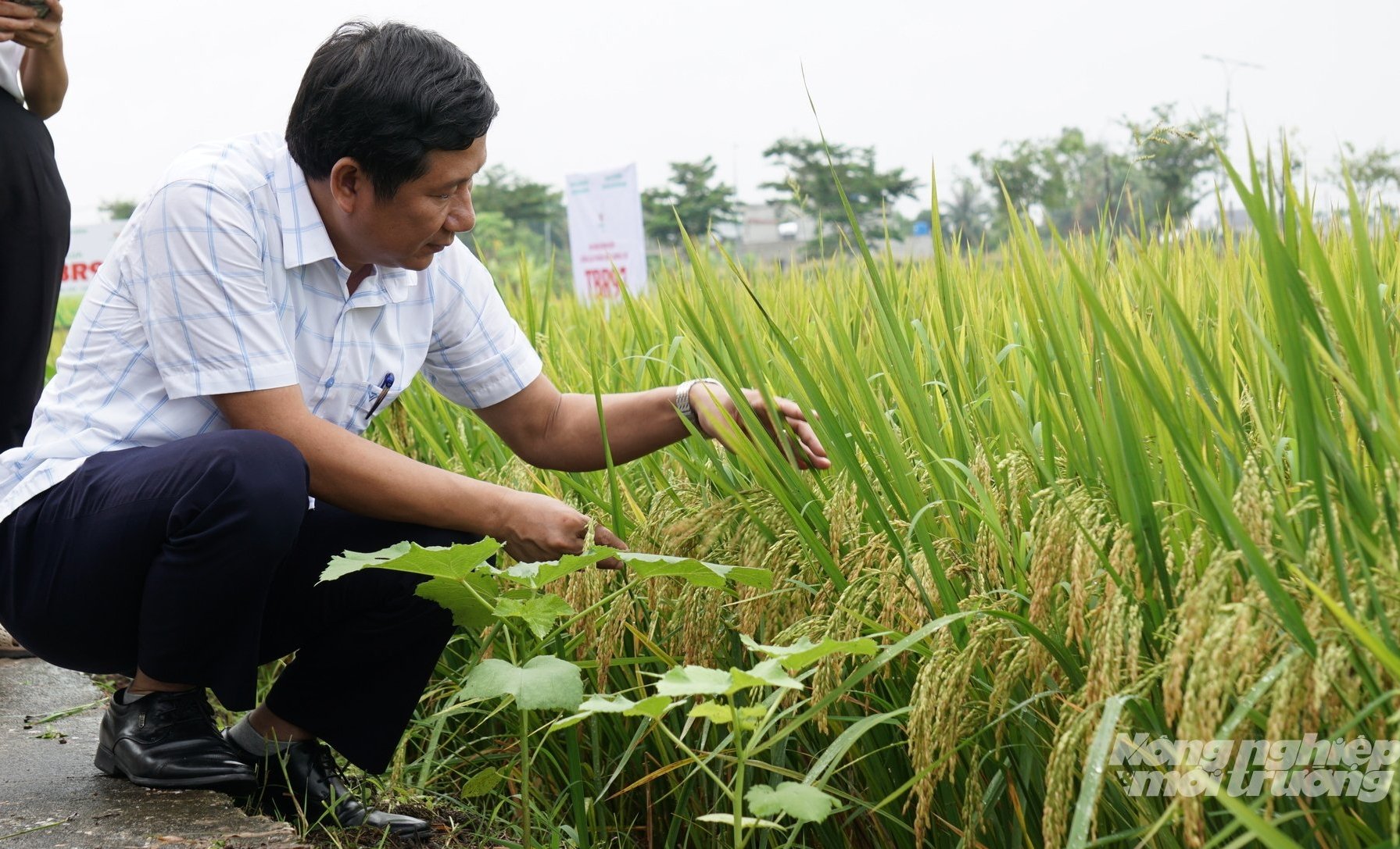 Giống lúa TBR97 có tỷ lệ hạt chắc trên bông cao. Ảnh: Quốc Toản.
