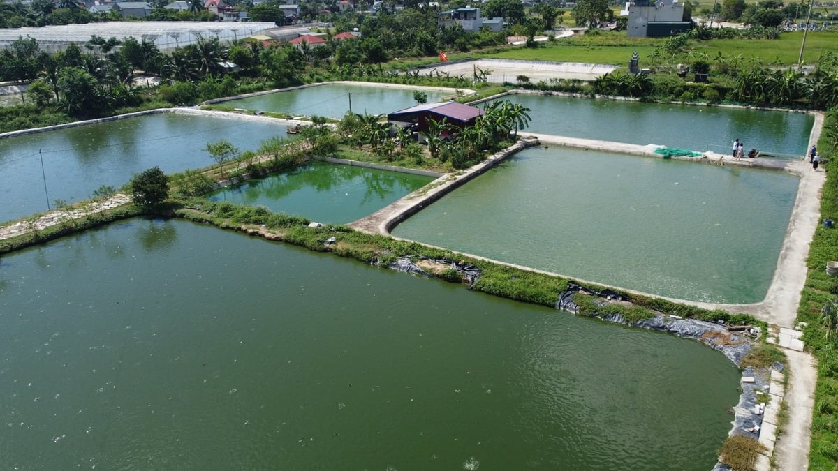 17.000 m2 được anh Bằng lót bạt hoặc xây bê tông để nuôi cá rô đầu vuông. Ảnh: Thanh Tâm.