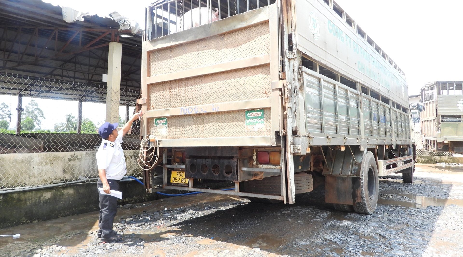 Ngành Chăn nuôi - Thú y Tây Ninh kiểm soát chặt chẽ dịch bệnh, không để heo bệnh lọt vào cơ sở giết mổ, đem lại niềm tin người tiêu dùng. Ảnh: Trần Trung.