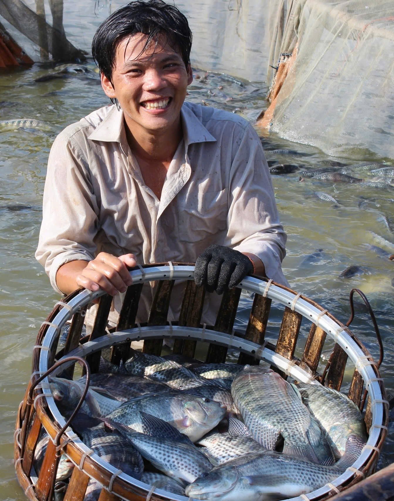 Hiện sản lượng cá rô phi Việt Nam đạt gần 300.000 tấn/năm.