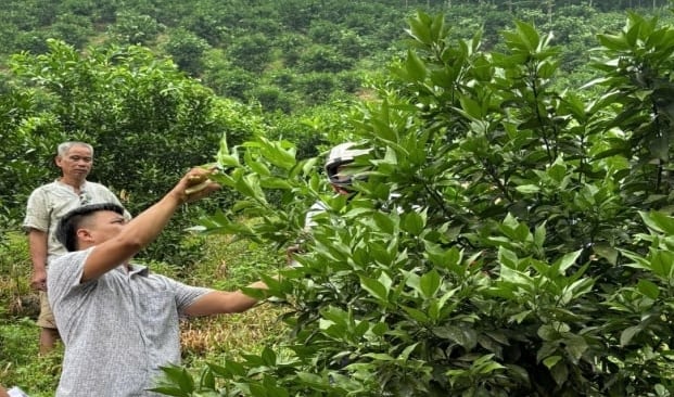 Cán bộ khuyến nông Lào Cai hướng dẫn nông dân cách phòng trừ sâu bệnh hại cây cam. Ảnh: Lưu Hòa.