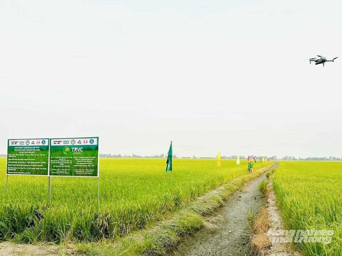 Cánh đồng sản xuất lúa giảm phát thải trong dự án TRVC tại Đồng Tháp do Vinarice triển khai. Ảnh: Lê Hoàng Vũ.