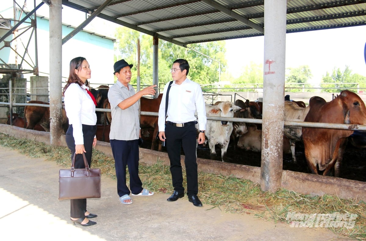 Toàn tỉnh An Giang hiện có 137 trang trại chăn nuôi heo với hơn 39.000 con, 653 trang trại nuôi bò với hơn 10.700 con, 12 trang trại nuôi gà quy mô 300.000 con và 218 trang trại nuôi vịt với hơn 1 triệu con. Ảnh: Lê Hoàng Vũ.