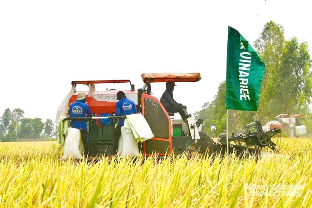 Vinarice đặt mục tiêu trong vụ 3 sẽ nâng diện tích tham gia TRVC lên gần 50.000 ha, kỳ vọng tạo ra tác động lớn hơn về môi trường, kinh tế và xã hội. Ảnh: Lê Hoàng Vũ.