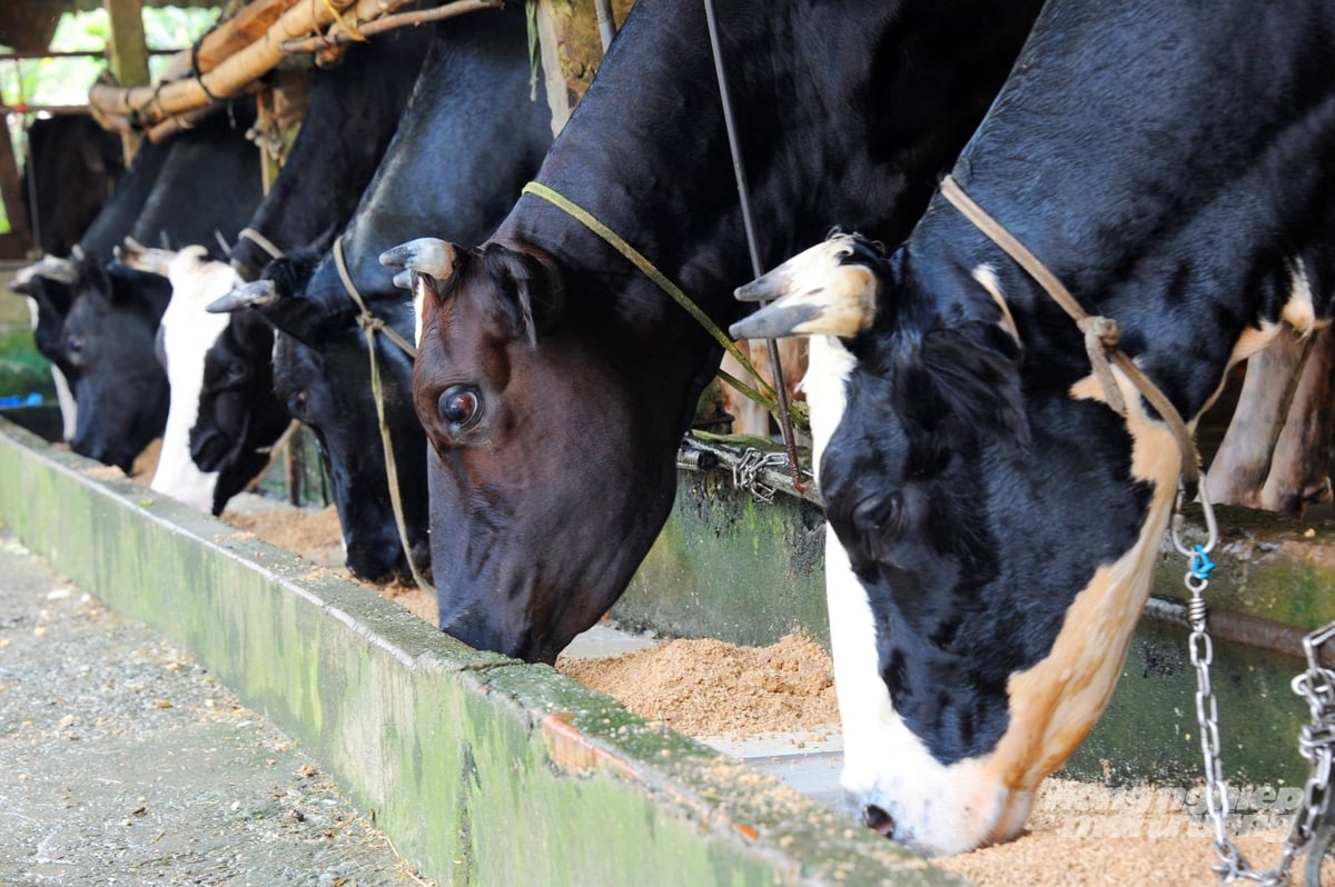 Trang trại bò sữa ở An Giang áp dụng quy trình chăn nuôi hiện đại, đảm bảo nguồn sữa chất lượng cao. Ảnh: Lê Hoàng Vũ.