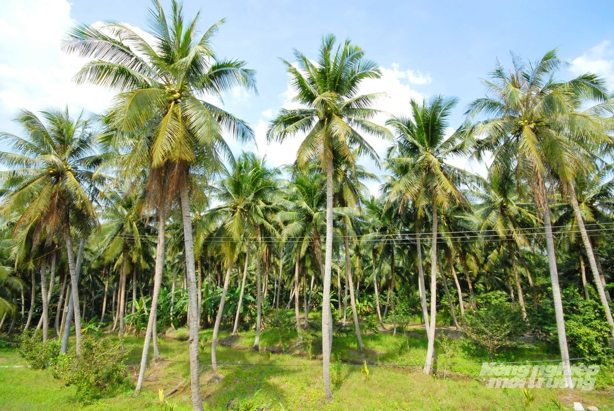 Tân Phú Đông hiện có 2.900 ha dừa, sản lượng đạt 25.000 tấn/năm. Ảnh: Lê Hoàng Vũ.