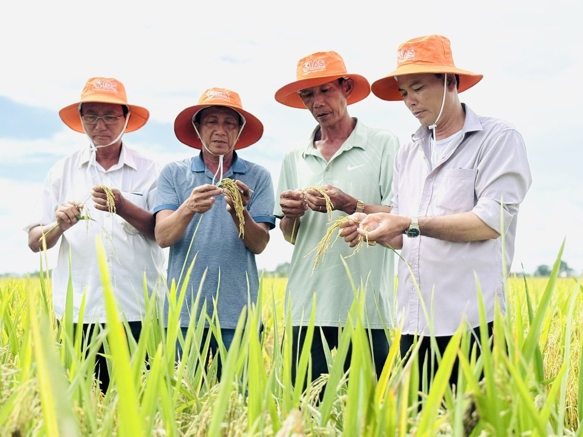 Giống lúa Hưng Long 555 có thời gian sinh trưởng khoảng 100 ngày, hạt chắc, bông dài, cơm mềm và dẻo..., được nông dân ĐBSCL đánh giá cao và sẽ mở trộng sản xuất trong thời gian tới. Ảnh: Lê Hoàng Vũ.