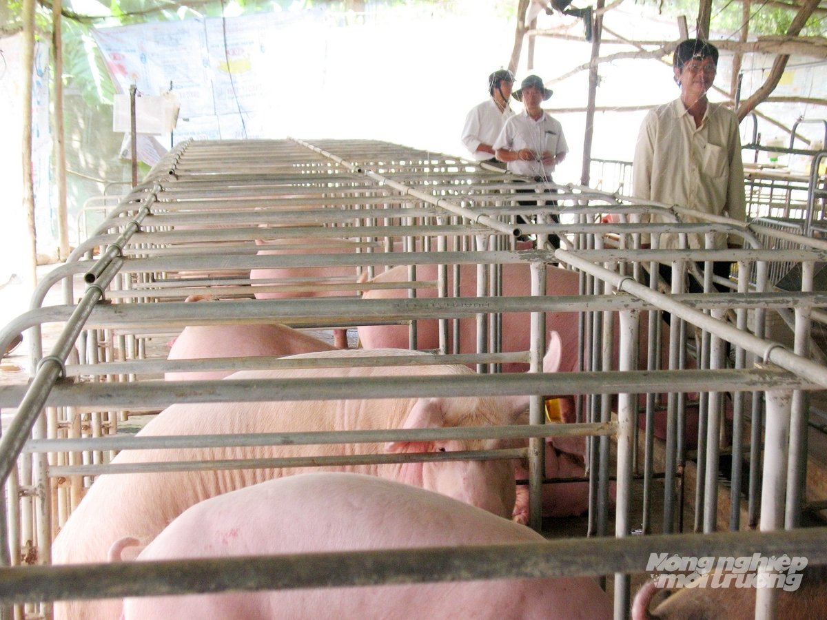 Mô hình chăn nuôi heo tập trung, an toàn sinh học đang được nhân rộng tại nhiều địa phương trong tỉnh An Giang. Ảnh: Lê Hoàng Vũ.