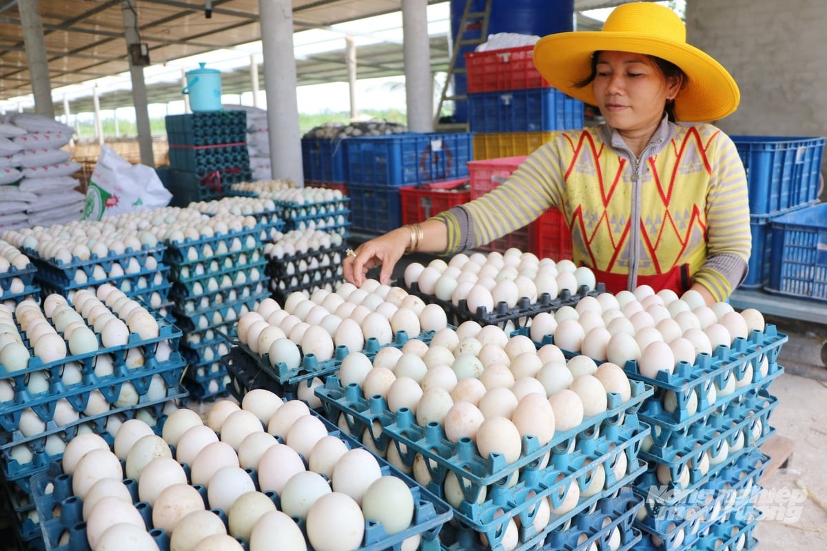 Chăn nuôi vịt đẻ trứng quy mô lớn góp phần nâng cao sản lượng trứng gia cầm phục vụ tiêu thụ trong nước và xuất khẩu. Ảnh: Lê Hoàng Vũ.