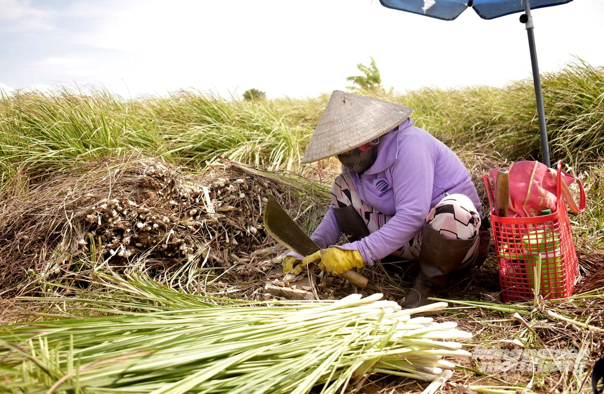 Nông dân thu hoạch sả bán cho thương lái. Ảnh: Lê Hoàng Vũ.