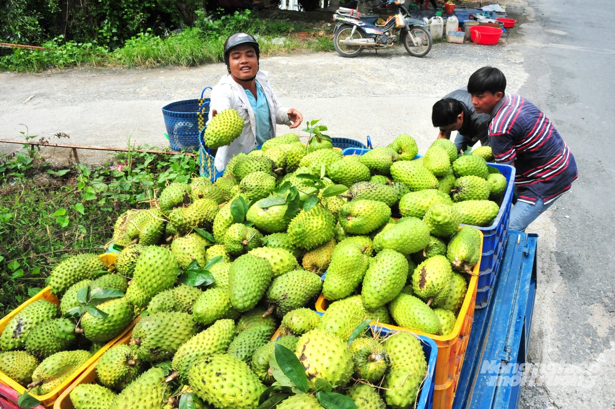 Tân Phú Đông nổi tiếng với cây mãng cầu Xiêm (gốc ghép với cây Bình Bát thích nghi tốt với vùng mặn, lợ). Ảnh: Lê Hoàng Vũ.