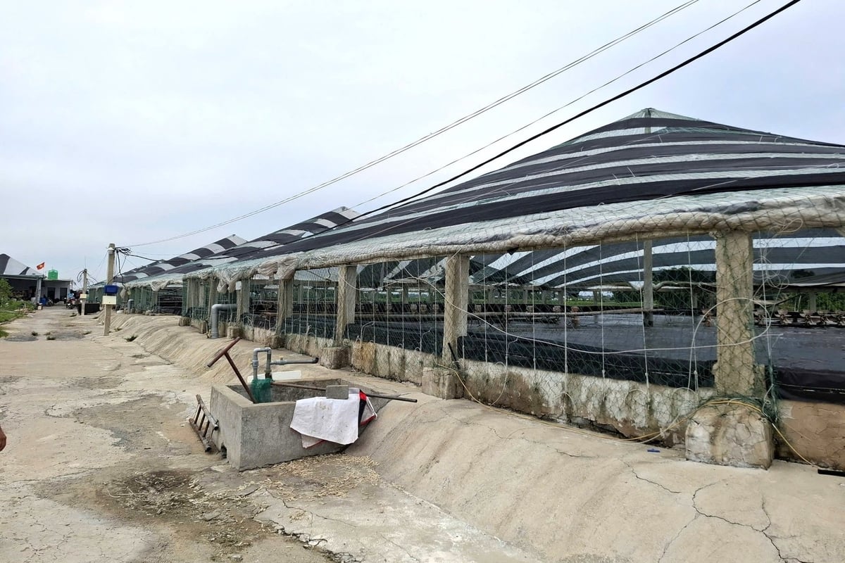 Rào cản lớn nhất với các hộ nuôi tôm công nghệ cao là chi phí đầu tư ban đầu rất lớn. Ảnh: Trung Quân. Rào cản lớn nhất với các hộ nuôi tôm công nghệ cao là chi phí đầu tư ban đầu rất lớn. Ảnh: Trung Quân.