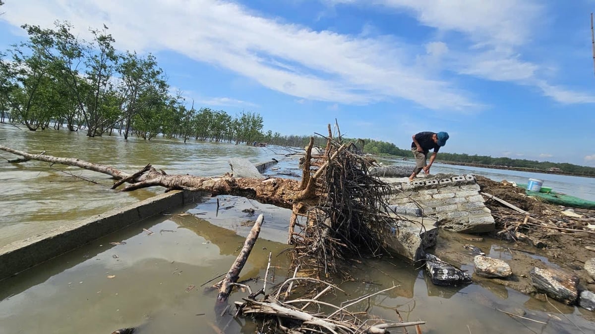 Cây chắn sóng ven biển bật gốc vì bão số 5. Ảnh: Quốc Toản.