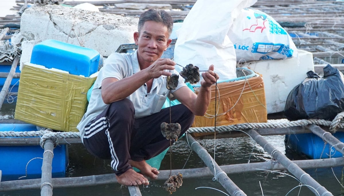 Nhờ áp dụng quy trình nuôi sinh thái và kỹ thuật cấy phôi hàu, các hộ nuôi hàu tại Long Sơn tăng năng suất, hạn chế kháng sinh và phòng bệnh hiệu quả. Ảnh: Lê Bình.