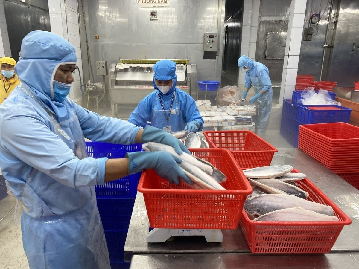Cá tra Việt Nam từng chiếm 40% xuất khẩu sang EU nhưng nay giảm còn dưới 10%. Ảnh: Lê Bình.